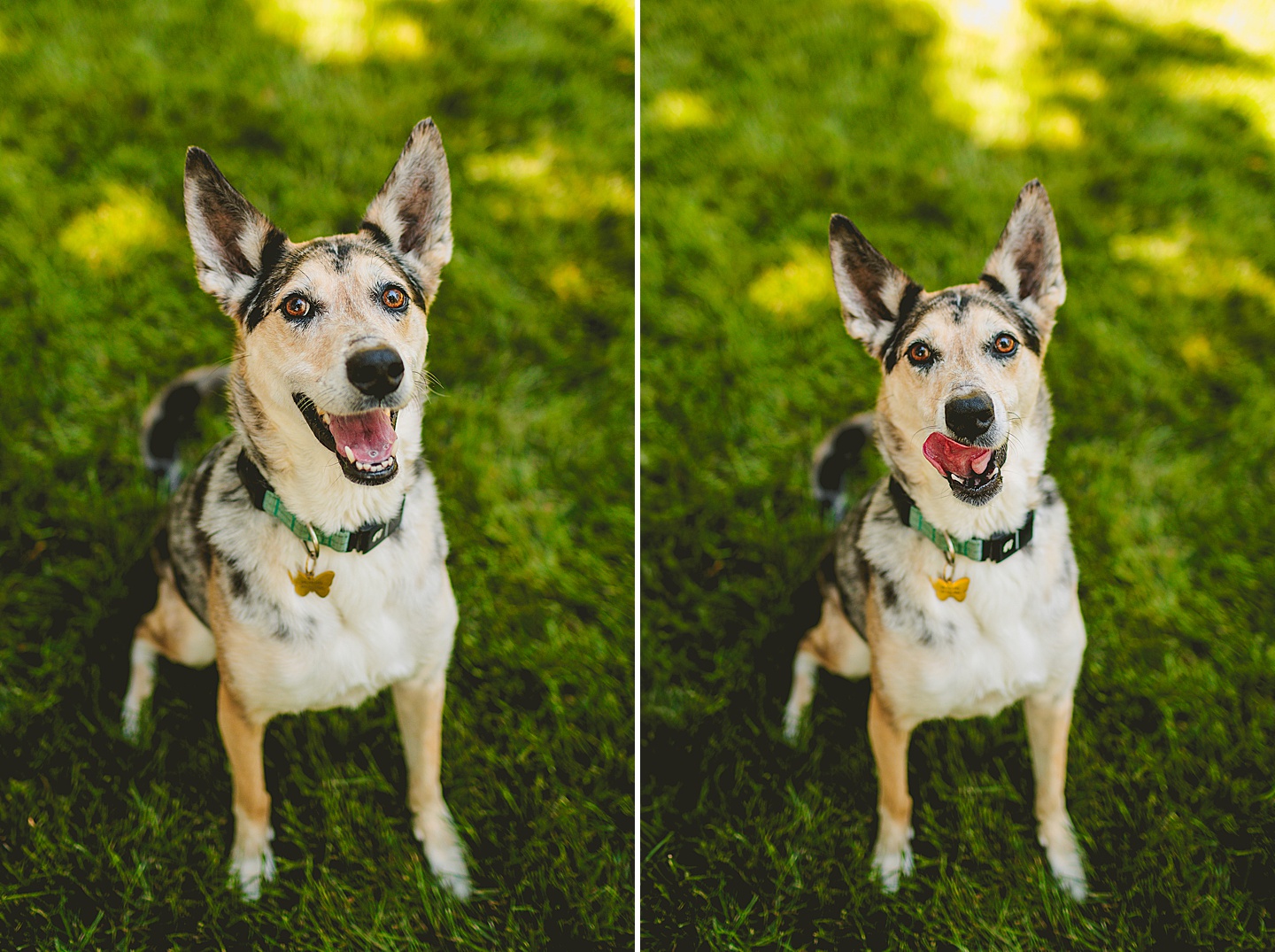Family Photographer - Quentin + Lady // Backyard Garden Couple Session