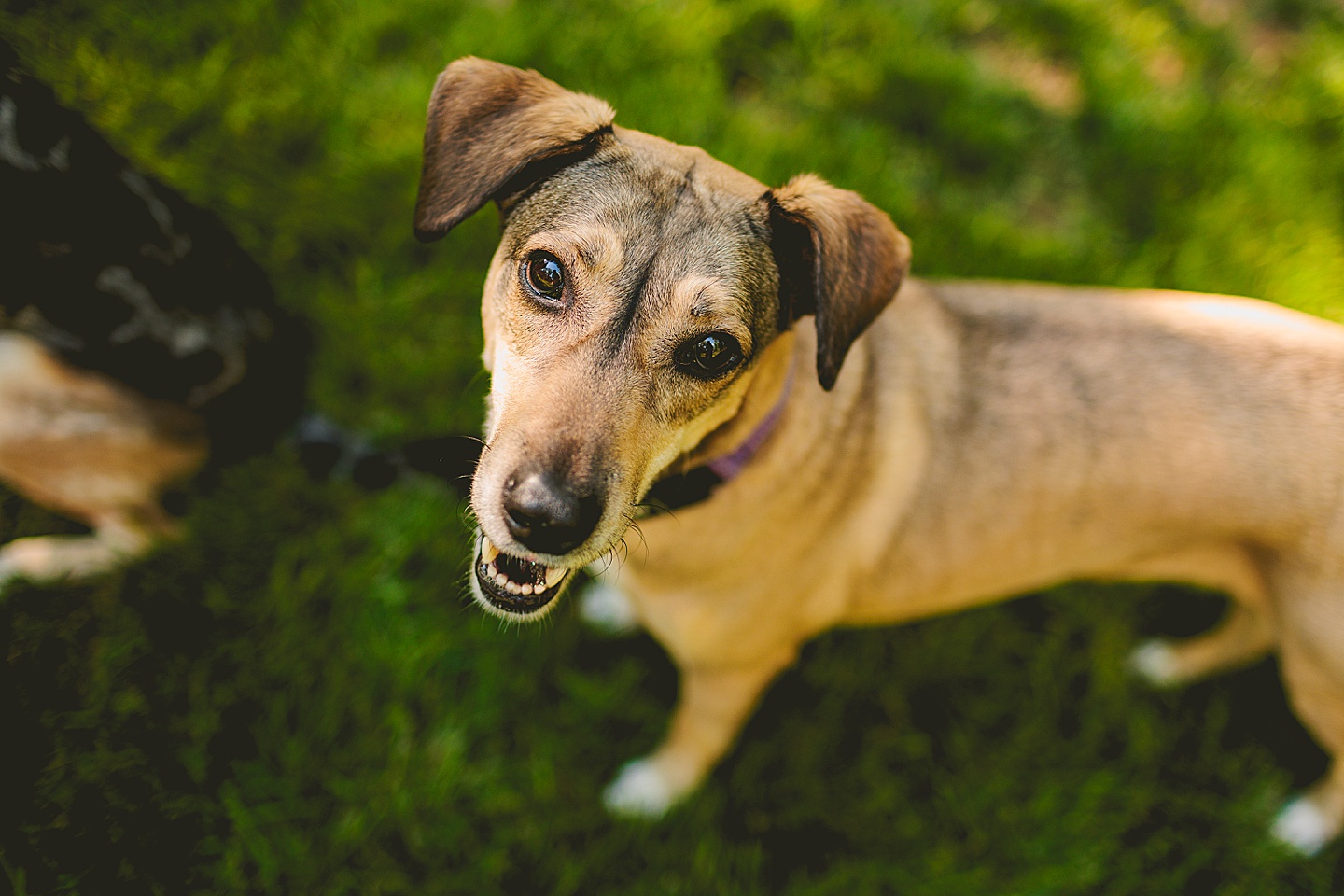 Family Photographer - Quentin + Lady // Backyard Garden Couple Session