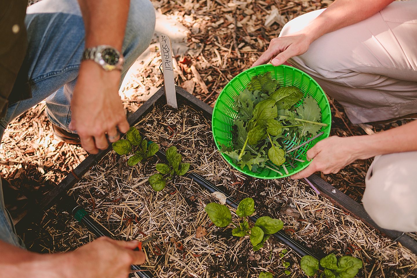 Family Photographer - Quentin + Lady // Backyard Garden Couple Session