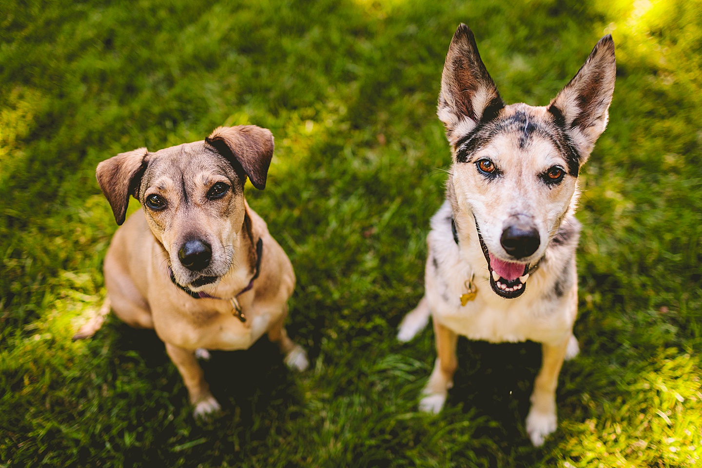 Family Photographer - Quentin + Lady // Backyard Garden Couple Session