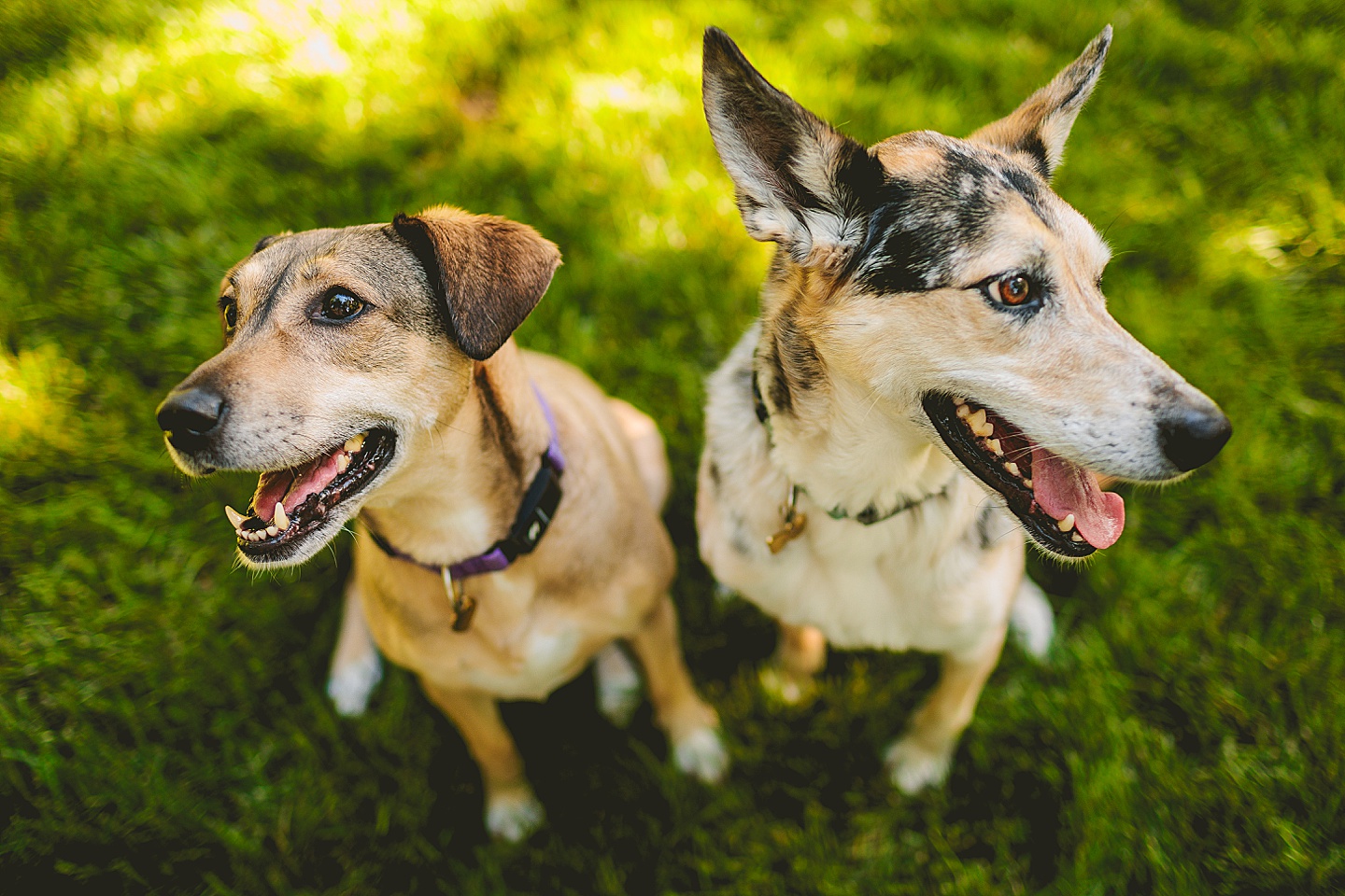 Family Photographer - Quentin + Lady // Backyard Garden Couple Session