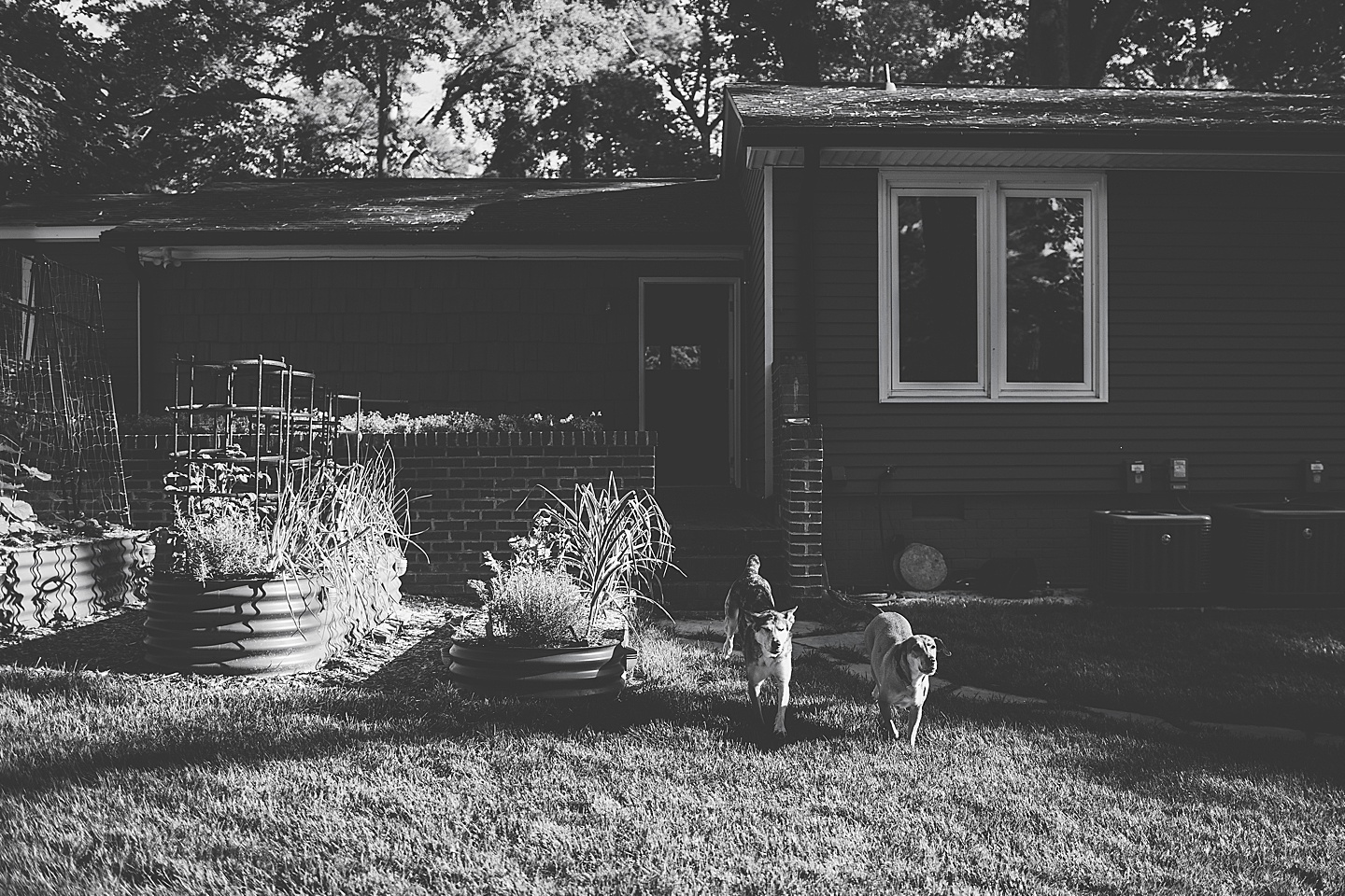 Family Photographer - Quentin + Lady // Backyard Garden Couple Session