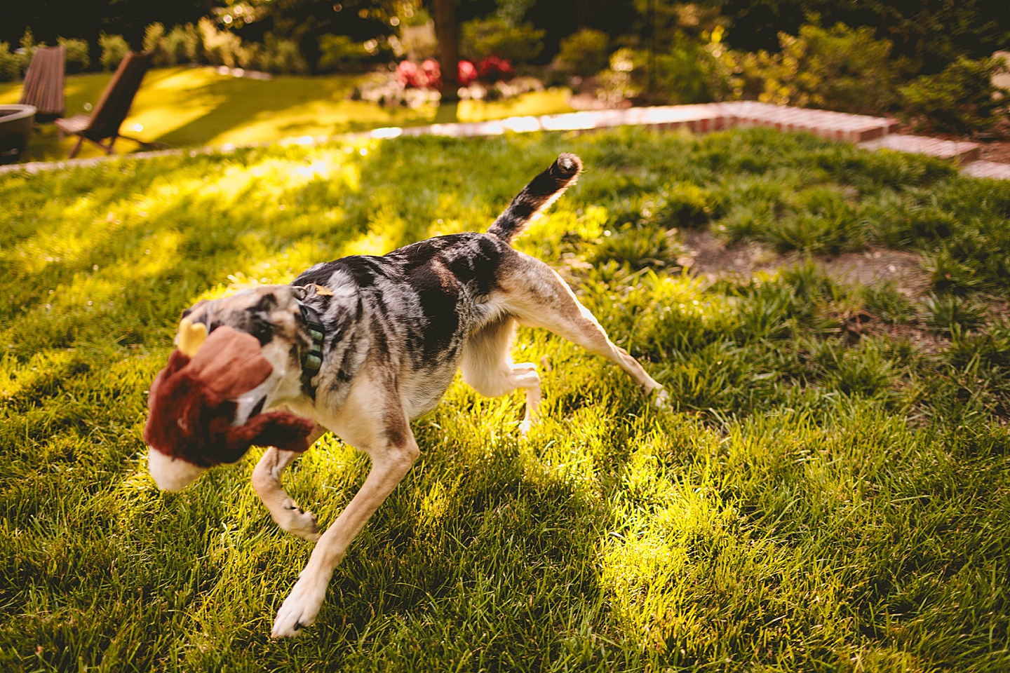 Family Photographer - Quentin + Lady // Backyard Garden Couple Session