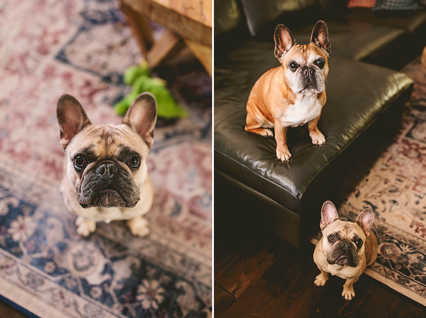Family Photographer - Ariana + Kevin // Durham Newborn Portraits