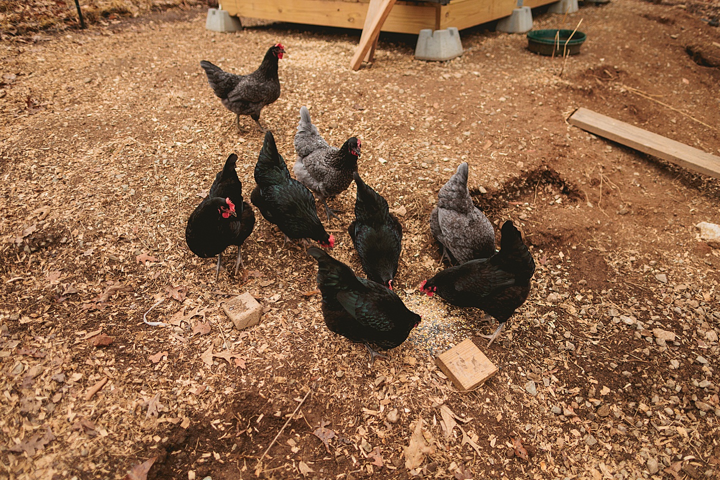 Family Photographer - Allison + Nathaniel // At Home Portraits