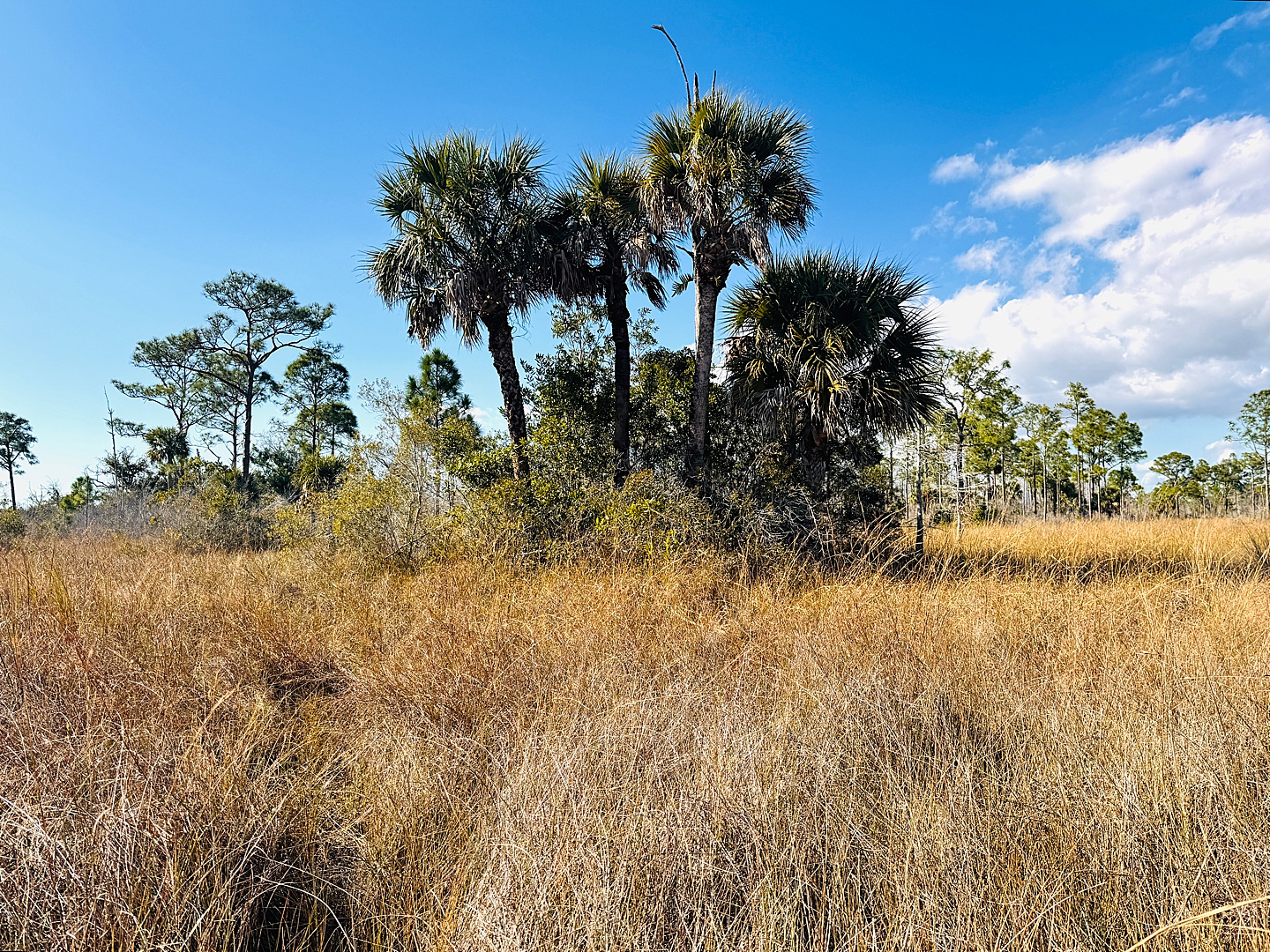 Branding Photographer - Florida Everglades & Keys
