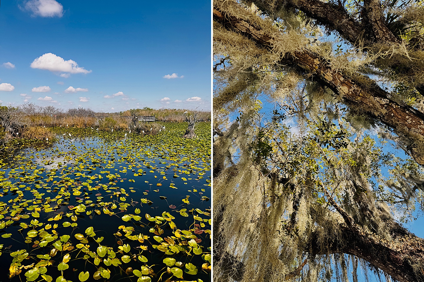 Branding Photographer - Florida Everglades & Keys