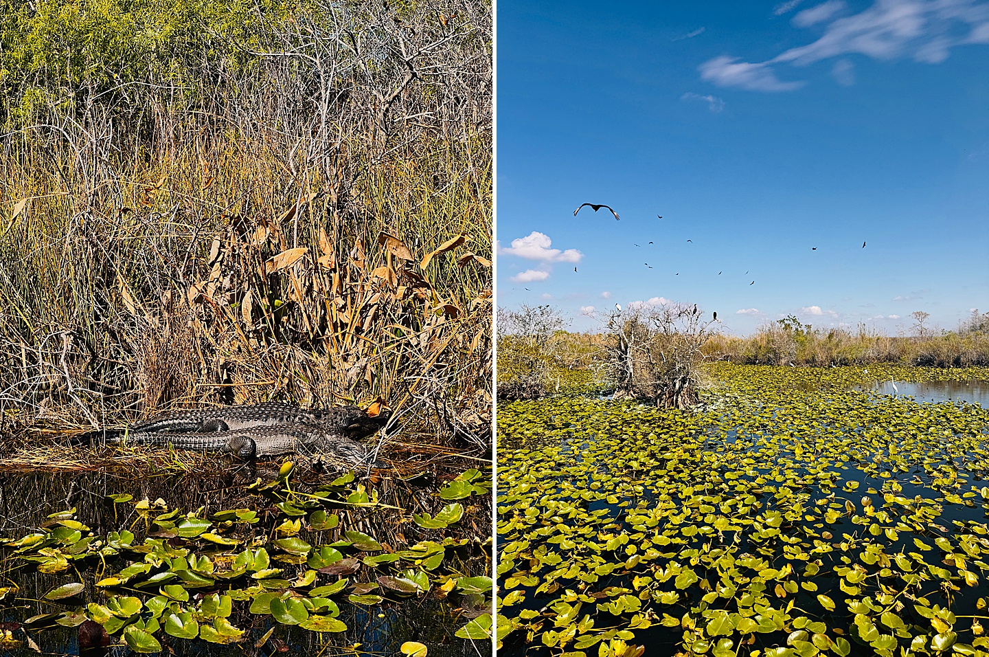 Branding Photographer - Florida Everglades & Keys